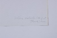 滇藏方枝柏藏品圖，第2張