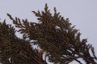 滇藏方枝柏藏品圖，第4張