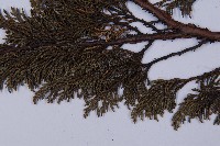 滇藏方枝柏藏品圖，第5張