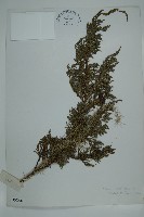 滇藏方枝柏藏品圖，第1張