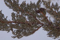 滇藏方枝柏藏品圖，第3張