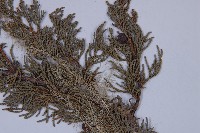 滇藏方枝柏藏品圖，第4張