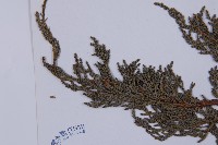 滇藏方枝柏藏品圖，第5張