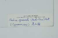 高山柏藏品圖，第2張