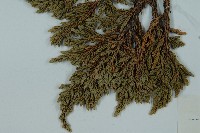 高山柏藏品圖，第3張