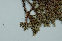 高山柏藏品圖，第4張