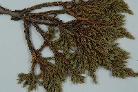 高山柏藏品圖，第5張