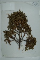 高山柏藏品圖，第1張