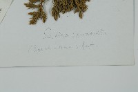 高山柏藏品圖，第2張