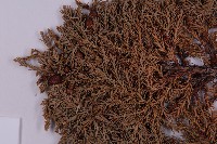 高山柏藏品圖，第3張