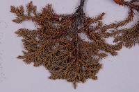 高山柏藏品圖，第4張