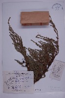 高山柏藏品圖，第1張