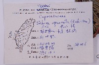 高山柏藏品圖，第2張