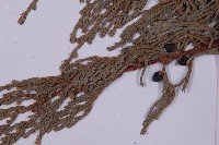 高山柏藏品圖，第3張