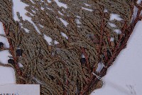 高山柏藏品圖，第4張