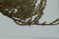 高山柏藏品圖，第5張