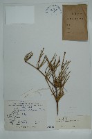 匍枝兩江麻黃藏品圖，第1張