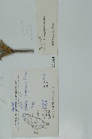 匍枝兩江麻黃藏品圖，第2張