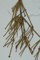 匍枝兩江麻黃藏品圖，第3張