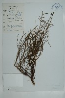 匍枝兩江麻黃藏品圖，第1張