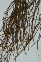 匍枝兩江麻黃藏品圖，第3張