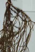 匍枝兩江麻黃藏品圖，第4張