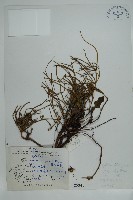 匍枝兩江麻黃藏品圖，第1張