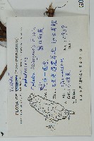 匍枝兩江麻黃藏品圖，第2張