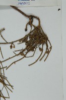 匍枝兩江麻黃藏品圖，第3張