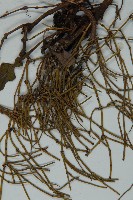 匍枝兩江麻黃藏品圖，第4張