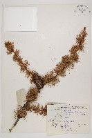 大果紅杉藏品圖，第1張