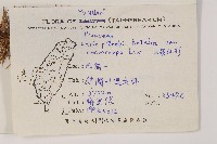 大果紅杉藏品圖，第2張