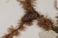 大果紅杉藏品圖，第3張