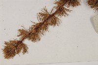 大果紅杉藏品圖，第4張