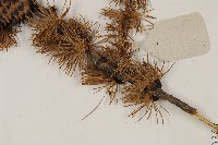 大果紅杉藏品圖，第5張