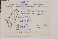 大果紅杉藏品圖，第2張