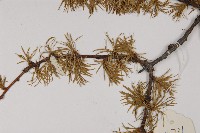 大果紅杉藏品圖，第4張