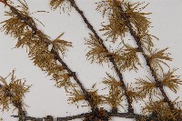 大果紅杉藏品圖，第5張