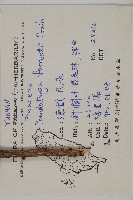 瀾滄黃杉藏品圖，第2張