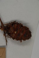 瀾滄黃杉藏品圖，第3張