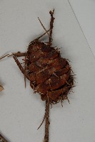 瀾滄黃杉藏品圖，第4張