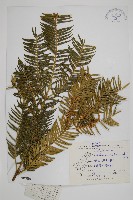 三尖杉藏品圖，第1張