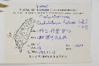 三尖杉藏品圖，第2張