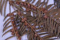 三尖杉藏品圖，第3張