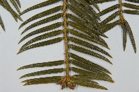 三尖杉藏品圖，第4張