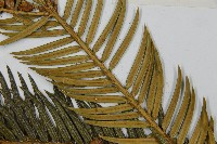 三尖杉藏品圖，第5張