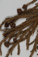 柳杉藏品圖，第3張