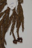 柳杉藏品圖，第5張