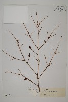 雲南鐵杉藏品圖，第1張