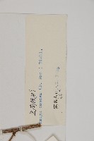 雲南鐵杉藏品圖，第2張